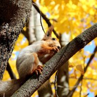 Беличий обед :: Марсель Валеев