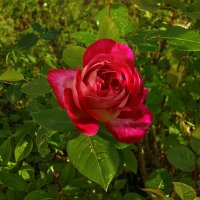 роза :: Андрей 