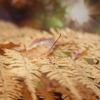 Палитра сентября :: Svetlana Galvez