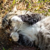 * :: Владимир Иванович * :: Владимир Иванович