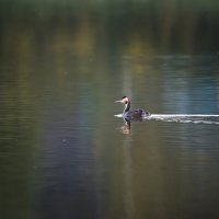 Чомга :: Владимир Безбородов Чомга :: Владимир Безбородов