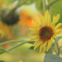 *** :: Елена Kазак (selena1965) *** :: Елена Kазак (selena1965)