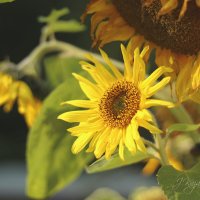 *** :: Елена Kазак (selena1965)