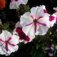 ****** :: Елена Семигина