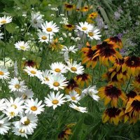 Разноцветье :: Рита Симонова