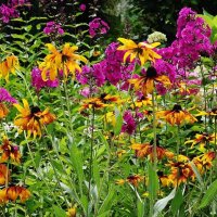 Разноцветье :: Рита Симонова