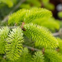 Молодая ель... :: Николай Гирш