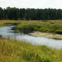 Лес и речка :: Наталья Лунева 