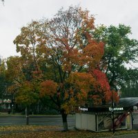 ОСЕНЬ улица Пушкинская :: Владимир Максимов