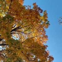 клен :: Артём 