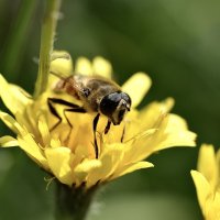 Осенний медосбор. :: Юрий 
