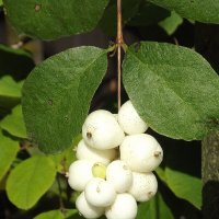 Снежноягодник :: Freddy 97