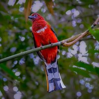 Эритроцефал гарпактес :: Aleksey Afonin Эритроцефал гарпактес :: Aleksey Afonin