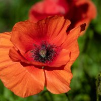 Алый мак... :: Николай Гирш