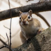 Где семечки ?!?! :: Вадим Басов