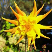 Георгин :: Наталья 