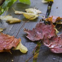 Осенние листья :: Сергей Ц