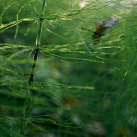 Травинки-былинки ... :: Лариса Корж