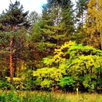 Осенний этюд . :: Мила Бовкун Осенний этюд . :: Мила Бовкун