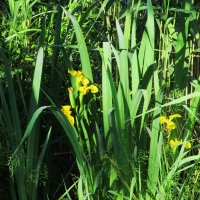 было лето :: Елена Шаламова