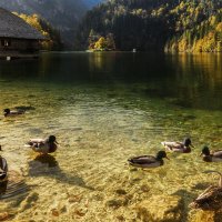 Бавария :: Владимир Колесников