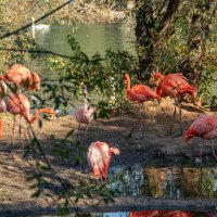 Розовые фламинго :: Andrew 