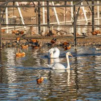 Белые лебеди и казарки :: Andrew 