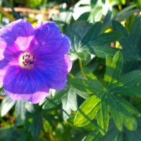 цветочек :: Наталья 