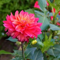 Осенний георгин :: Светлана 