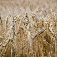 Золотые колосья пшеницы. :: Светлана Ищенко