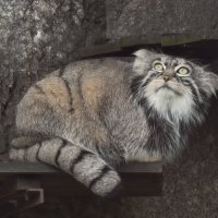 Манул Тимофей :: <<< Наташа >>> Манул Тимофей :: <<< Наташа >>>