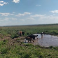Степной водопой :: Андрей Хлопонин