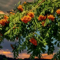 Рябина. :: Анатолий Уткин