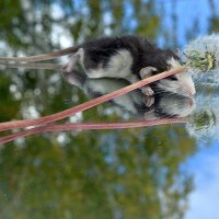 В небо лучше с парашютиками... )) :: Владимир Хиль