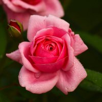 Доброе утро :: Юрий. Шмаков Доброе утро :: Юрий. Шмаков