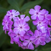 Флокс метельчатый :: Aleksey Afonin