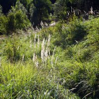 Травинки :: Лариса Корж