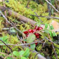 Лесные натюрморты :: Ольга Лесные натюрморты :: Ольга