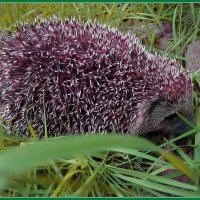 Ёжик в лесу. :: Ольга Довженко