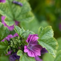 Мальва :: Alexey_Ph5624 Мальва :: Alexey_Ph5624