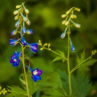 Мой Ижевск - ЦВЕТЫ, ЦВЕты, цветы :: Владимир Максимов Мой Ижевск - ЦВЕТЫ, ЦВЕты, цветы :: Владимир Максимов