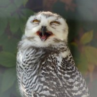 !!! :: kolyeretka !!! :: kolyeretka