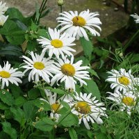 Ромашки :: Рита Симонова