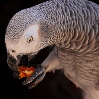 Перекус :: Ирина С