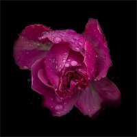 Пион. :: Александр 