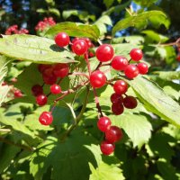 Осень в городе :: Галина Минчук