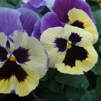 ВИОЛА :: СЕРГЕЙ ФИЛОЧКИН