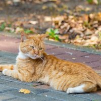 Греется на теплом тротуаре. :: Андрей Андрианов