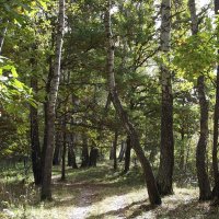 Осенний лес :: Freddy 97 Осенний лес :: Freddy 97