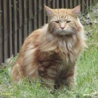 Дачник :: Freddy 97